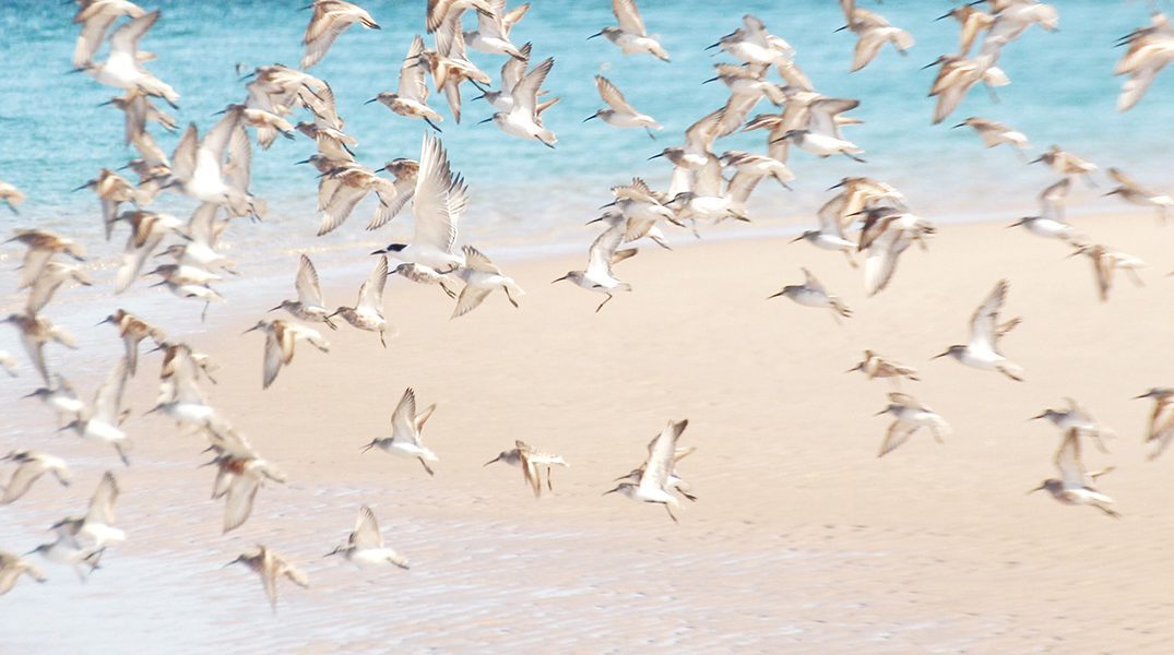 Bird Life