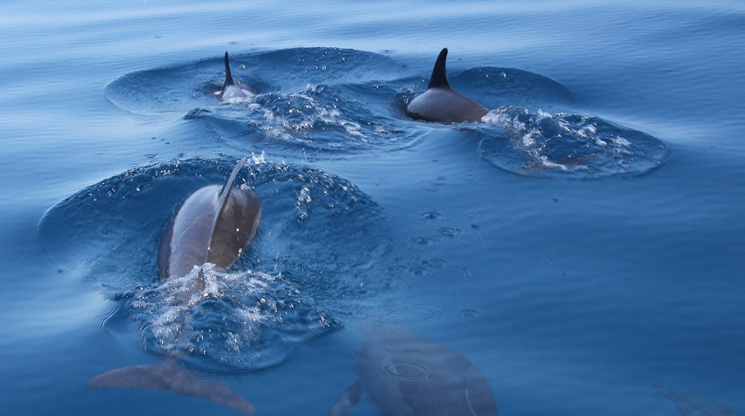 Dophins