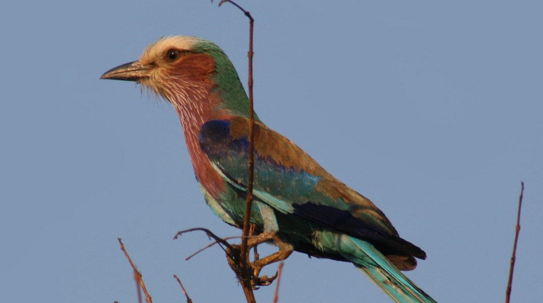Olive Bee Eater