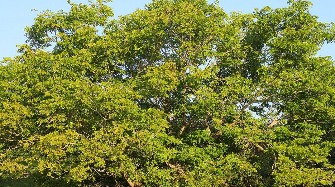 Trees