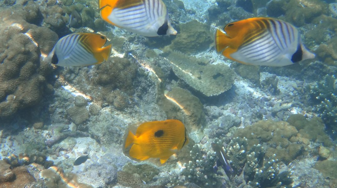 Reef Life