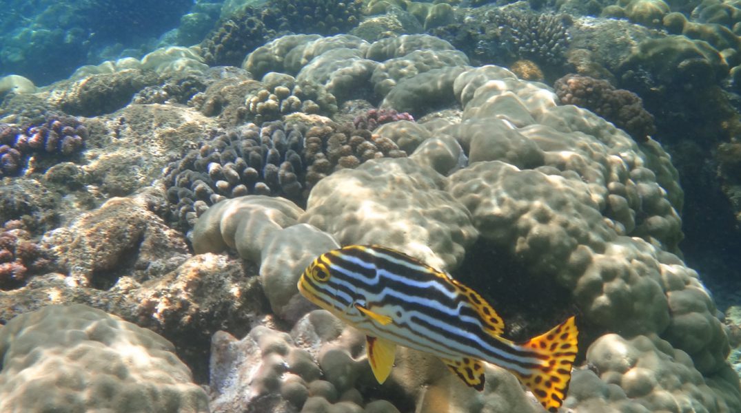 Reef Life