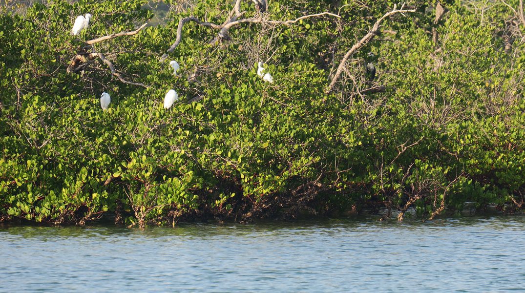 Mangroves