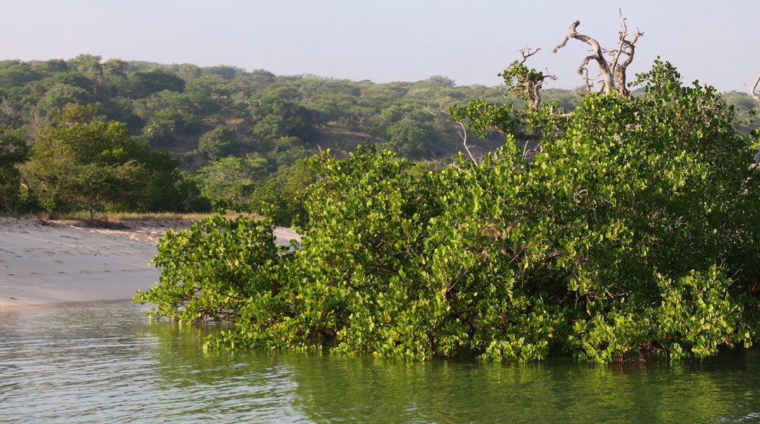 Mangroves