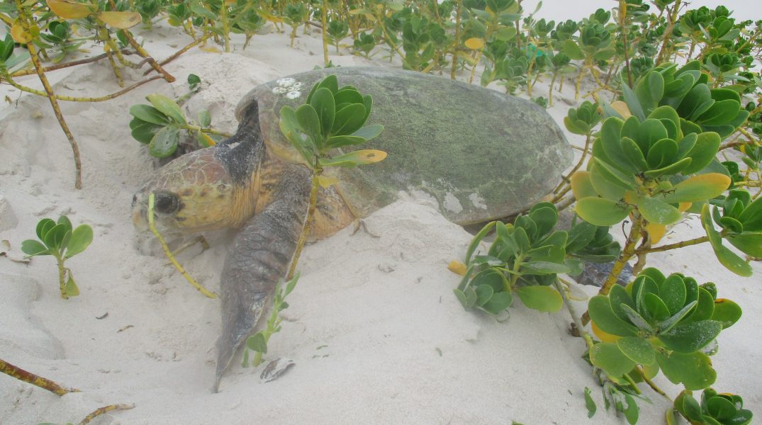 Marin turtle report
