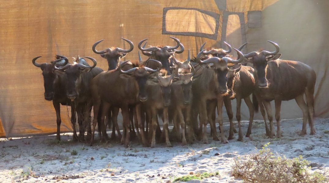 GC wildebeest