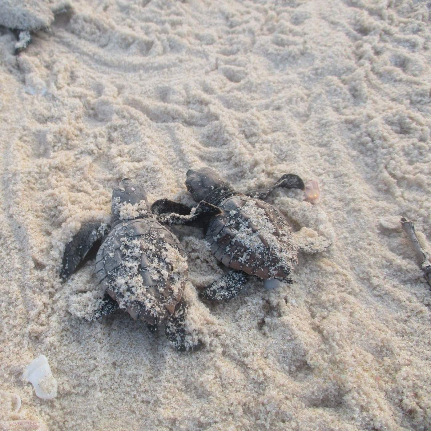 Marin turtle report